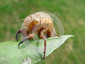 Cicada skin