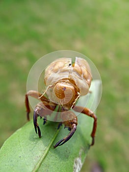 Cicada skin