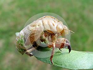 Cicada skin