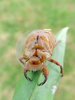 Cicada skin