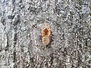 cicada skin molt on brown tree trunk