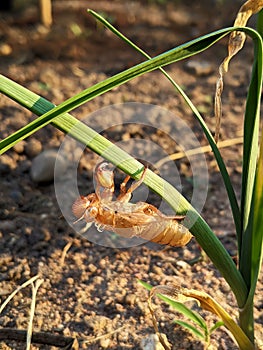 Cicada Skin Shedding