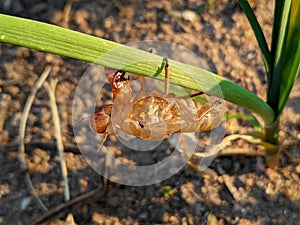 Cicada Skin Shedding