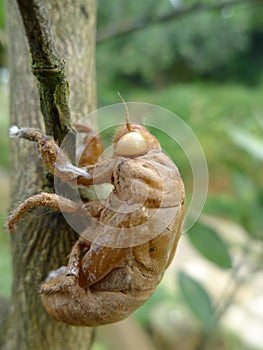 Cicada skin