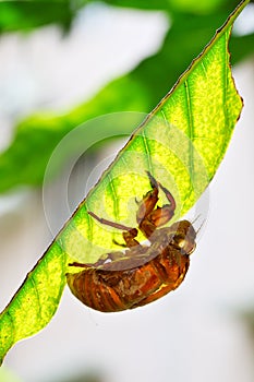 A cicada slough on the leaf.