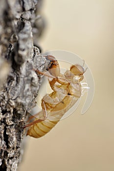 Cicada slough