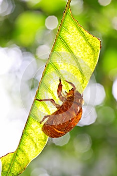 A cicada slough on the leaf.