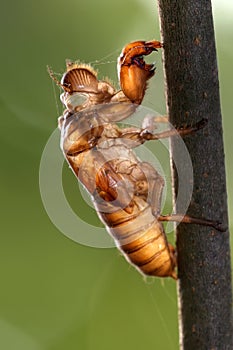 Cicada slough