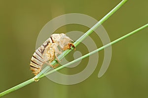 Cicada slough