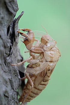 Cicada slough