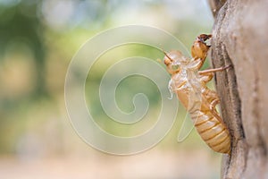 Cicada slough