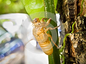 Cicada slough