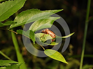 Cicada slough hangs on the leaves