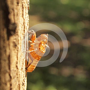 Cicada slough holding on a tree