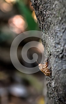 Cicada slough at tree