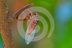 Cicada sloughing off  its gold shell