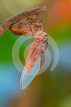 Cicada sloughing off  its gold shell