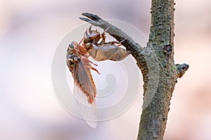 Cicada sloughing off  its gold shell
