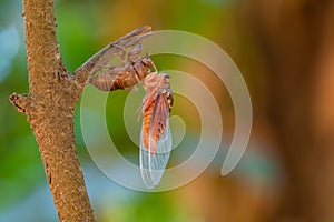 Cicada sloughing off  its gold shell