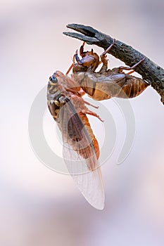 Cicada sloughing off its gold shell with blurred background photo