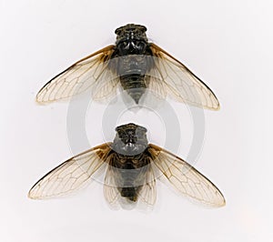Cicada specimens on white background