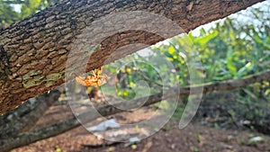 Cicada stains on branches