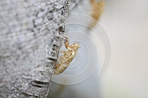 Cicada stains on the tree