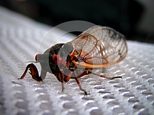 Cicada Starin