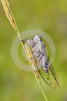 Cicada on stem