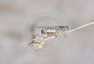 Cicada on the stem of dry plant