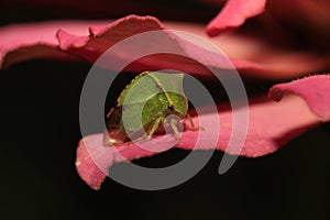 Cicada (Stictocephala bisonia)