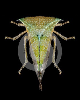 Cicada Stictocephala bisonia