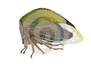 Cicada Stictocephala bisonia