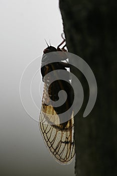 Cicada in striking, dark silhouette - Magicicada