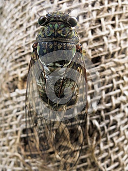 Cicada on a string web