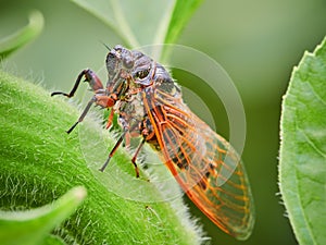 Cicada on a sunflower closeup