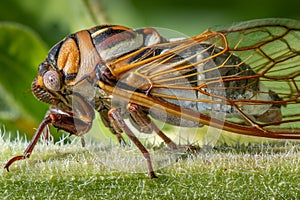 Closeup Detail of a Cicada on Sunflower Stalk