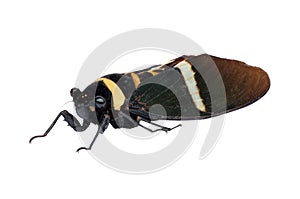 cicada (Tosena melanoptera) isolated on white background