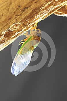 Cicada transformation