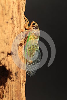 Cicada transformation