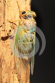 Cicada transformation