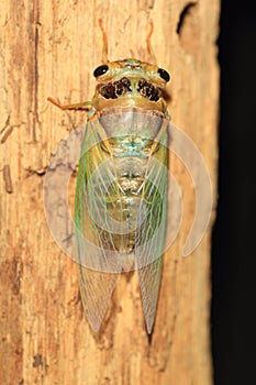 Cicada transformation