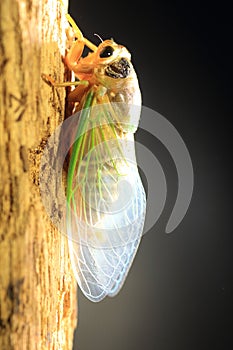 Cicada transformation