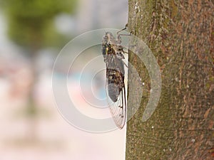 Cicada on a tree