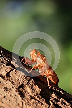 Cicada on tree close up.
