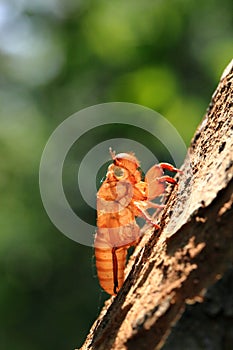 Cicada on tree close up.