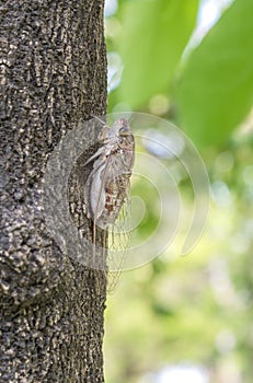 Cicada on tree close up