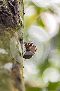 cicada on a tree trunk