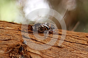Cicada on a tree trunk - Close up