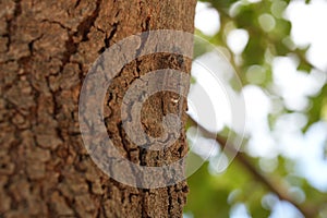 Cicada on Tree Trunk with Green Bokeh Background